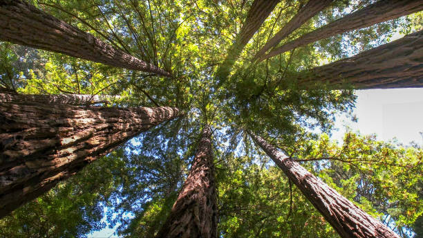 Best Arborist Consultation Services  in Triangle, VA