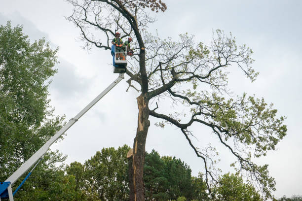 Best Hazardous Tree Removal  in Triangle, VA