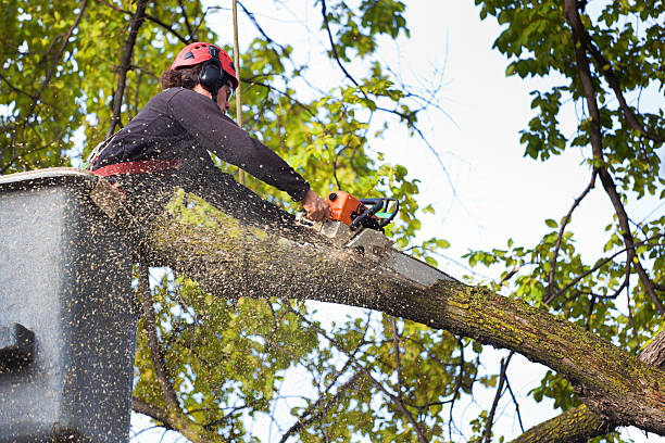 Reliable Triangle, VA Tree Services Solutions
